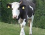 Krave